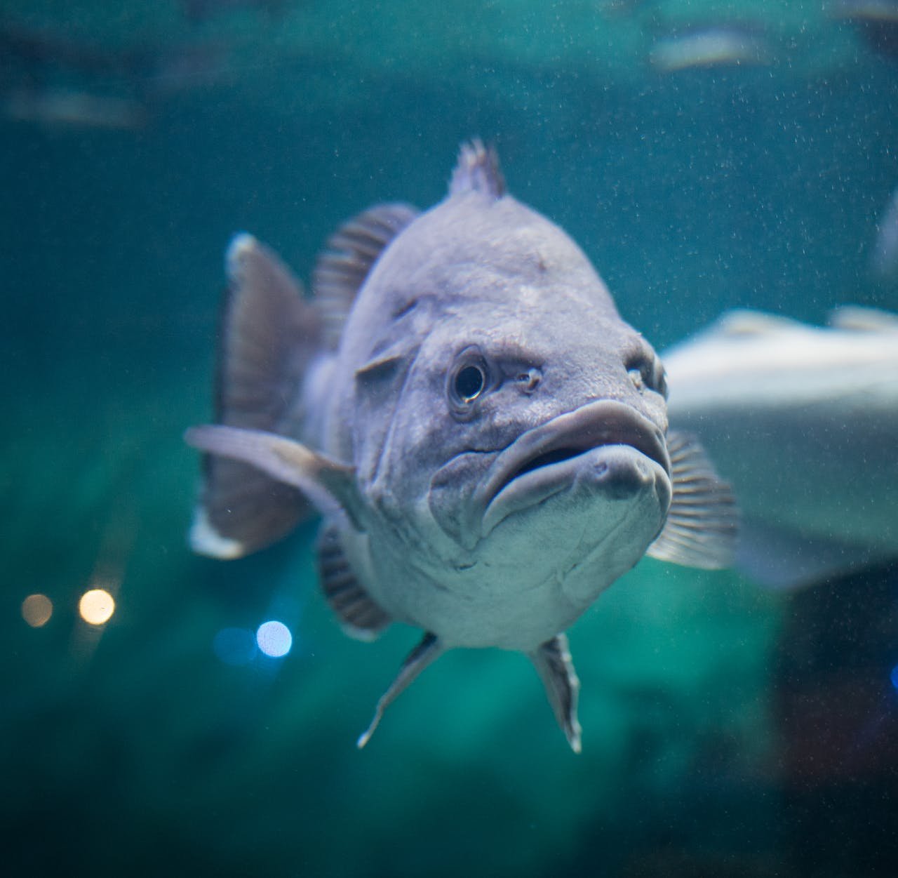 How to make Kettle-cooked sea bass