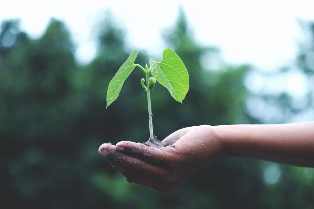 How To Identify A Plant (Such As Ginseng)