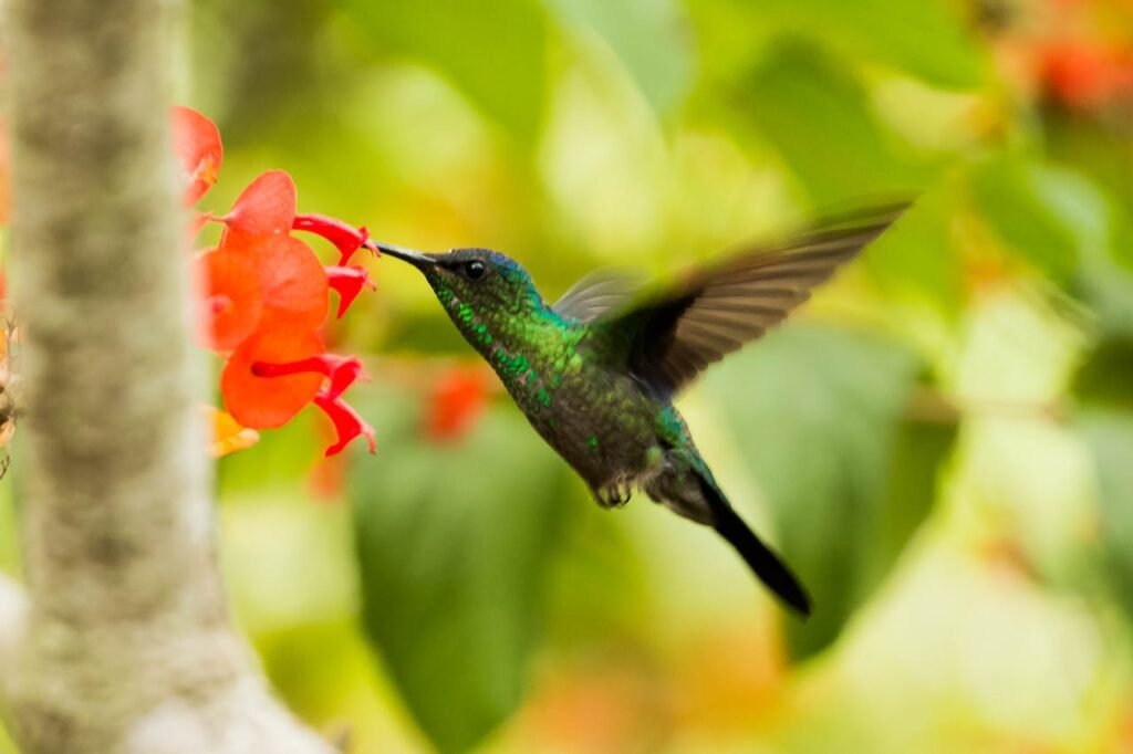 How to attract hummingbirds to a garden