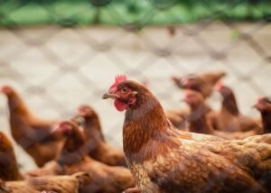 How to Treat Frostbite in Chickens