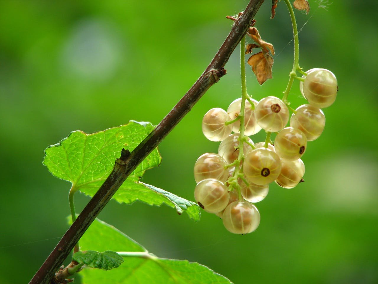 How to make Gooseberry cheese cooler