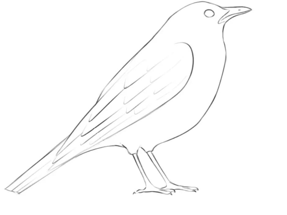 Draw a Bird