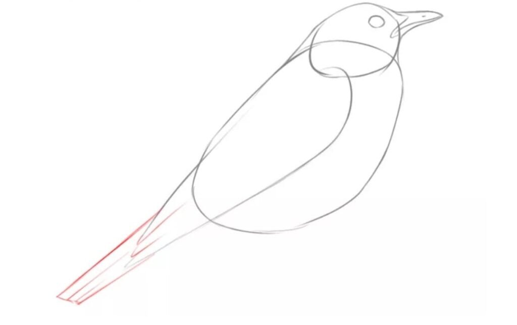 Draw a Bird