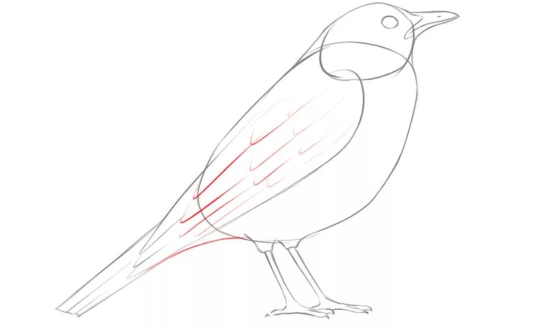 How to Draw a Bird? (A complete guide) - howtothings.net
