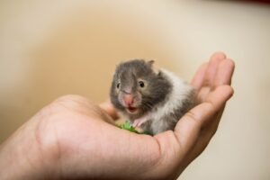 How to Care for a Pet Hamster?