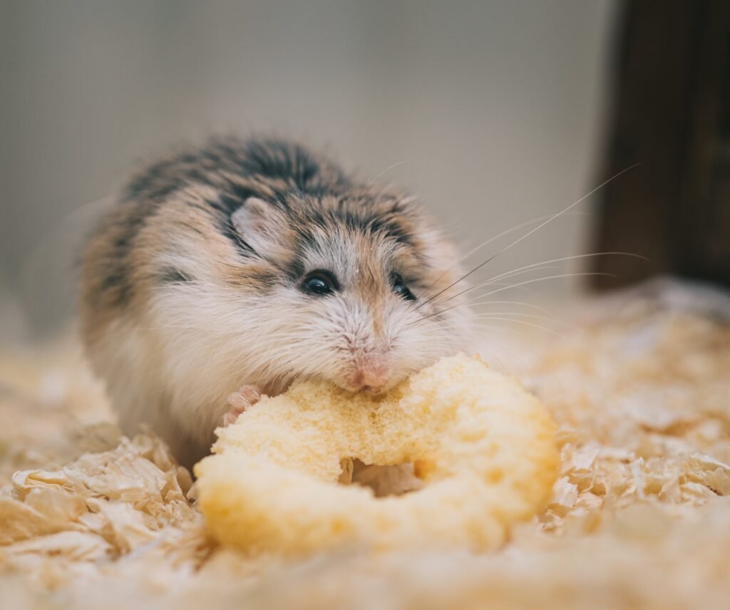 How to Care for a Pet Hamster?
