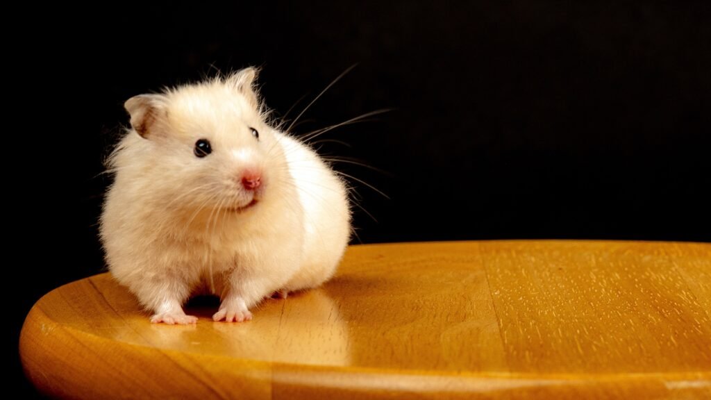 How to Care for a Pet Hamster?