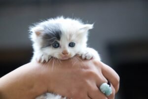 care for a new kitten