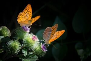 How to attract butterflies to a garden