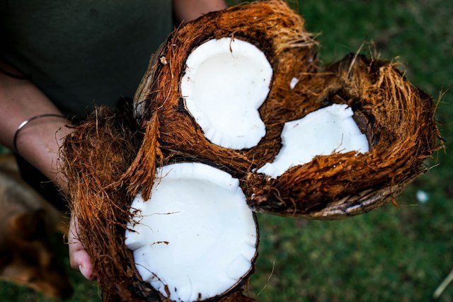 How to Open and Drink from a Coconut