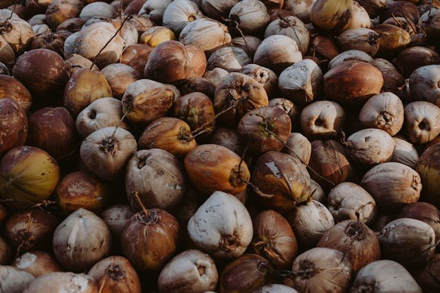 How to Buy and Store Coconut