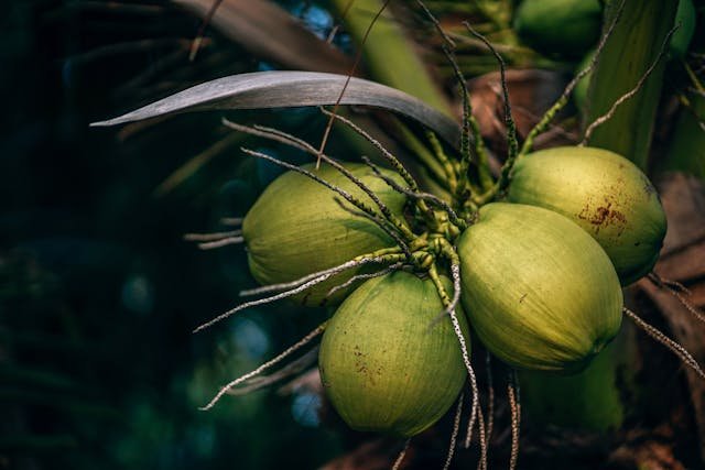 How to Buy and Store Coconut