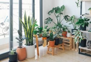 Improve indoor air quality with houseplants