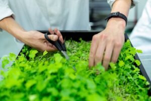 Grow microgreens indoors