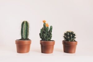 indoor plants for low light conditions